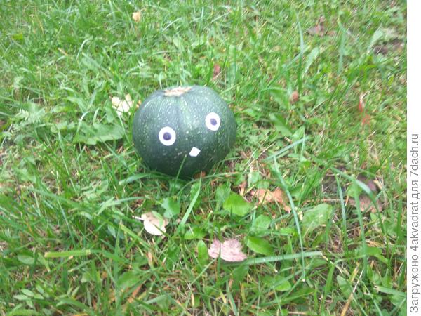 До встречи на вашем участке, я вам понравлюсь!!!