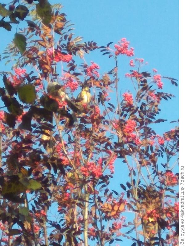 Птицы на рябине