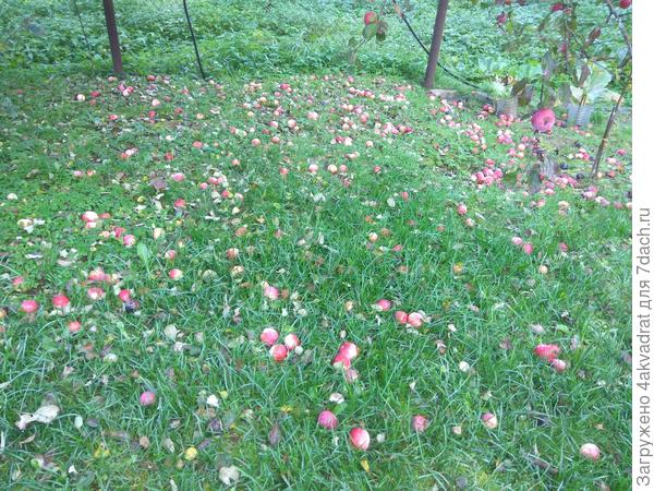 Осенний яблокопад