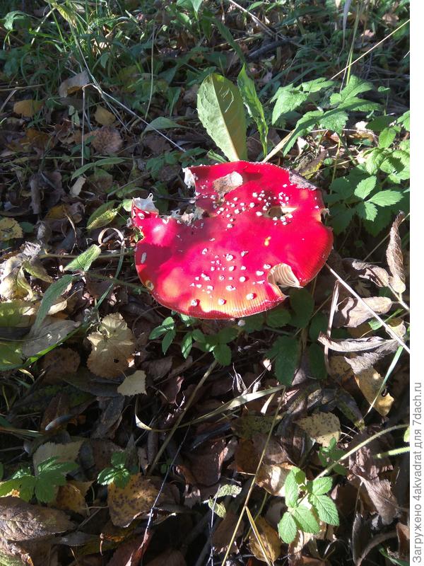 Осенний мухомор