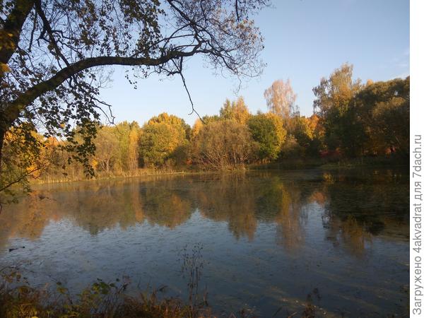 Осенний пруд