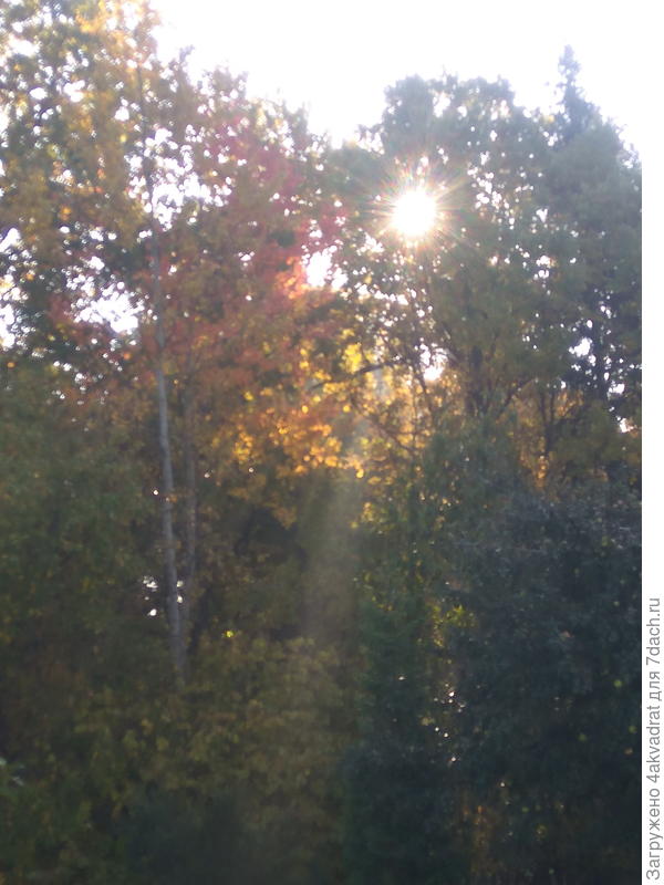 Золотой луч осеннего солнца