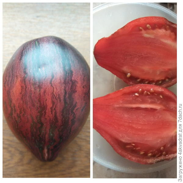 Он же в разрезе