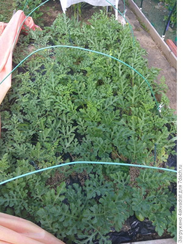 Даже арбузов не видно в этих зарослях.