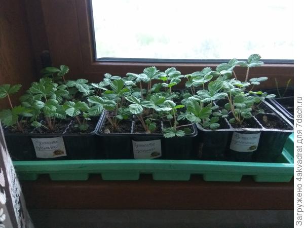 Посев был в середине февраля, а фото сделано 29 апреля. объема таких ячеек её хватило. Но бутонов пока нет. Фото 2019 года.