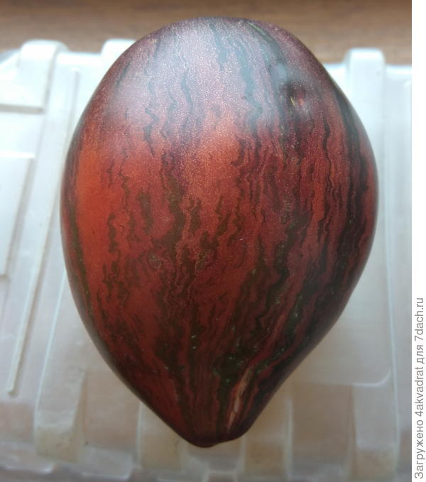 Форма томата, как у твоего Сержанта.