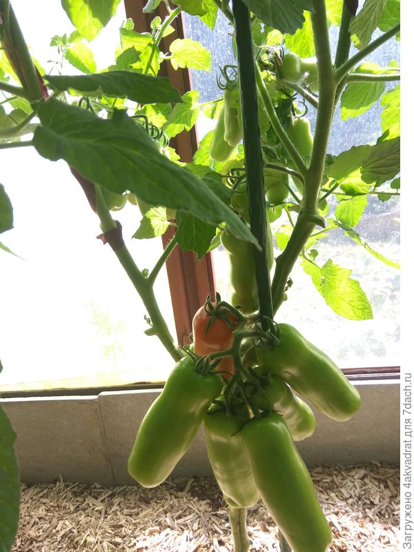 Это середина  июля, они начали краснеть