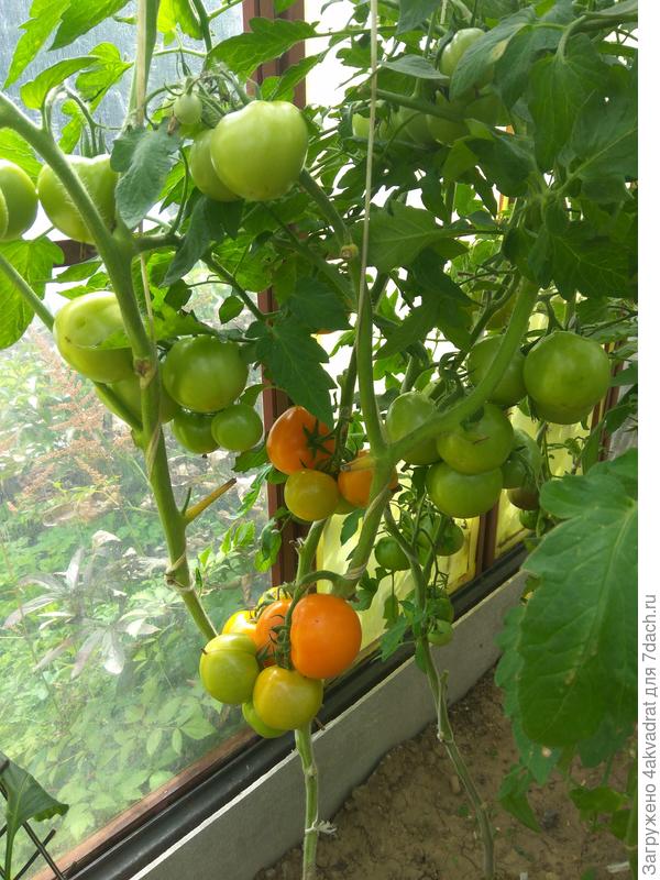 Персидская сказка