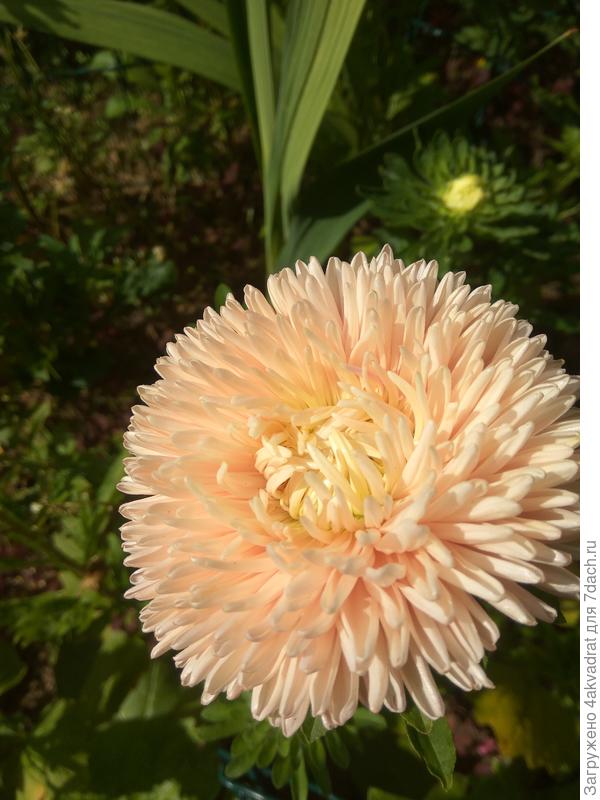 Не помню название. Самое главное, чтобы семена были свежие.