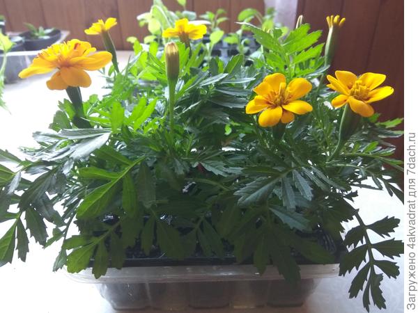 Бархатцам чуть больше месяца