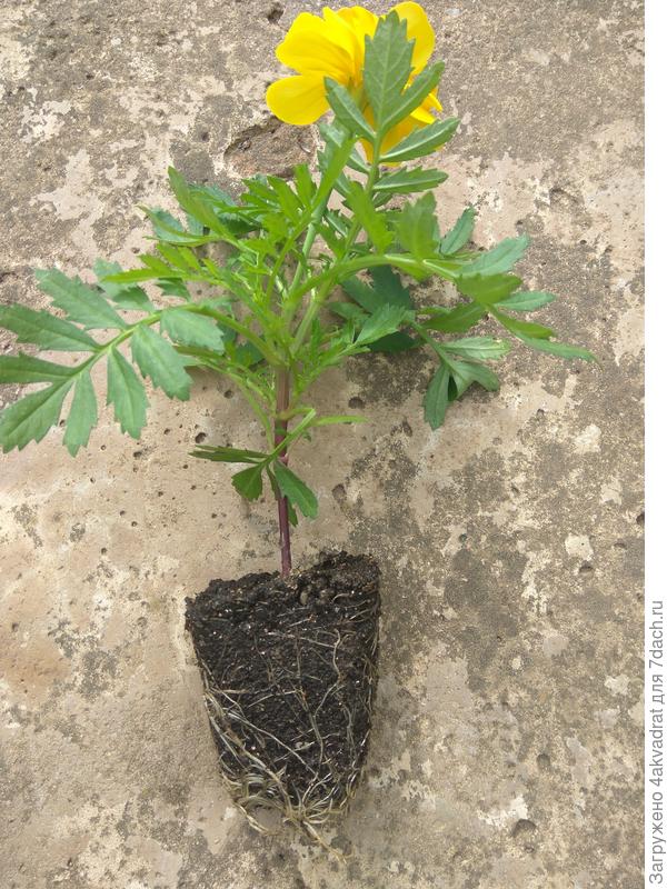 И корни отлично уместились