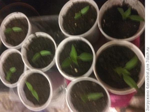 Неудачное фото, темно на кухне.