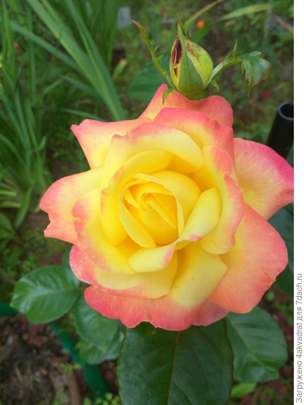 С первым праздником весны!