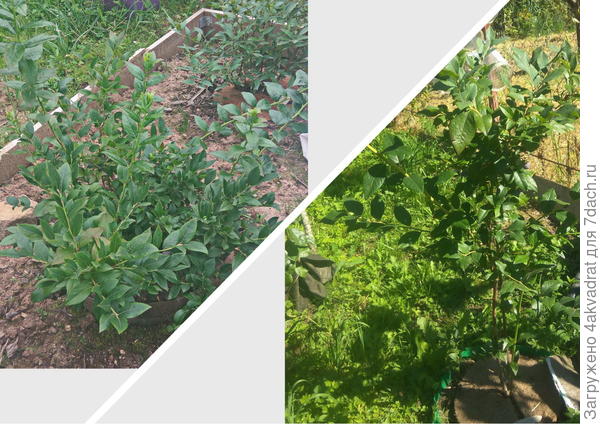 Слева куст голубики, справа куст черники, кустам по 4 года