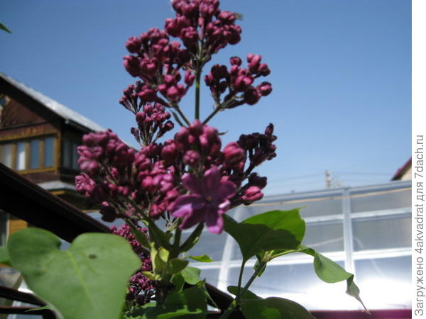 Вот это снимок более правильно отражает оттенок.