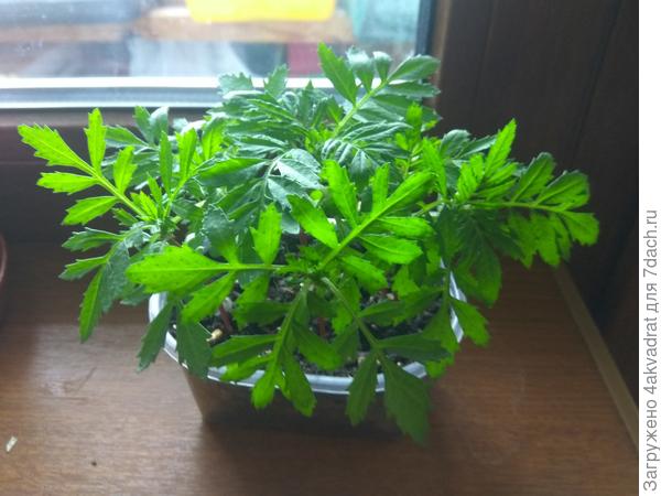 Чуть больше месяца после всходов, уже появляются бутоны