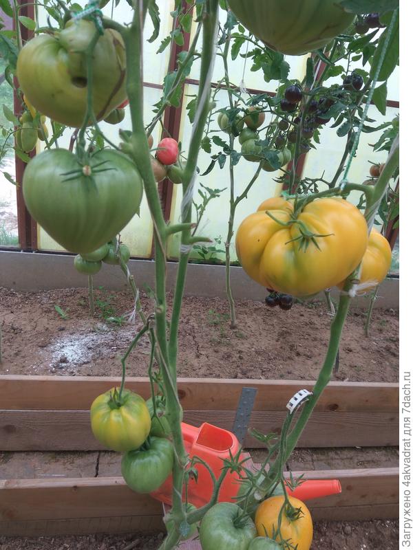 Желтоплодный томат Сердце из Цинциннати покорил мое сердце. Описание сорта.Фото