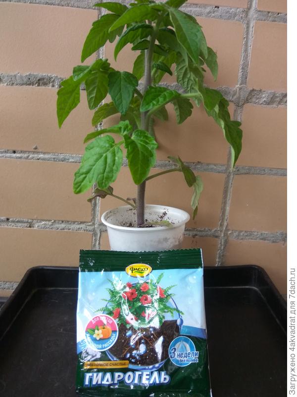 На фото рассада мини томата и гидрогель