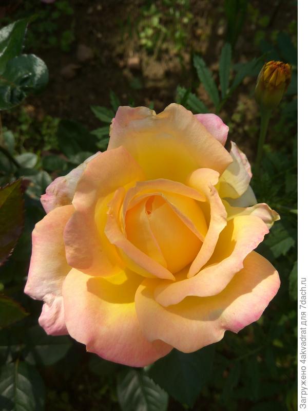 Утром, в лучах солнца