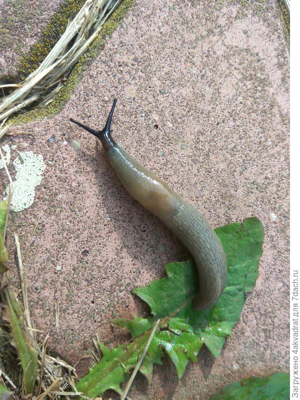 А это враг № 2 - помогает опыление под кустиками золой