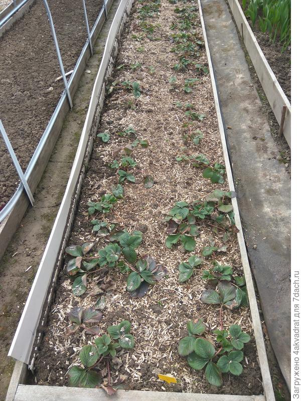 Начало мая 2022 года, холодно даже для клубники