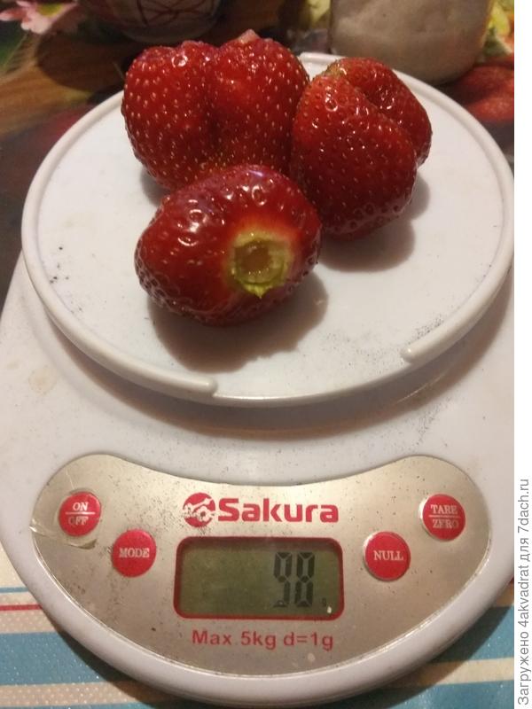 Конечно, ягоды не по 100 г, но довольно крупные