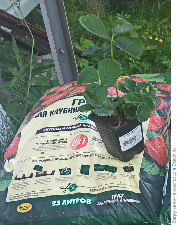 Грунт и рассада клубники