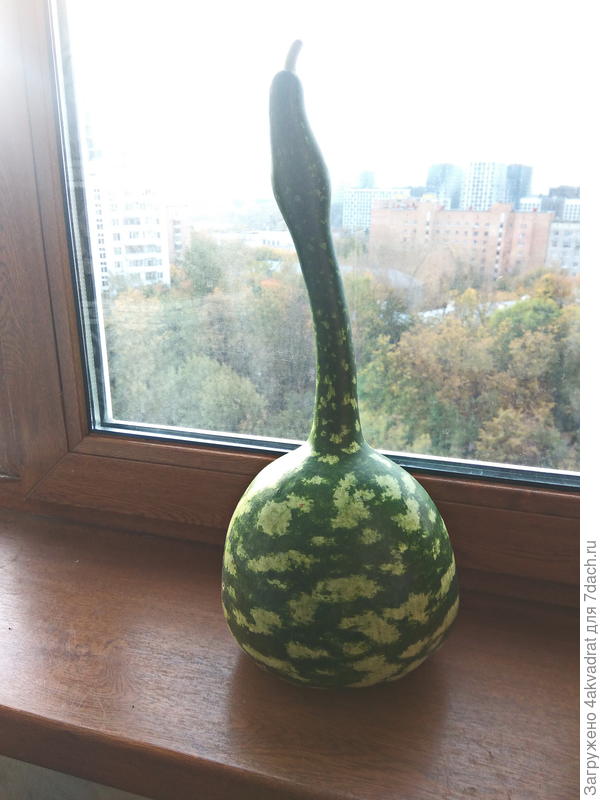 Гуси улетели, но один остался