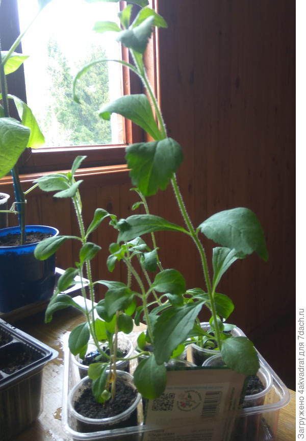 Рассада мелиссы