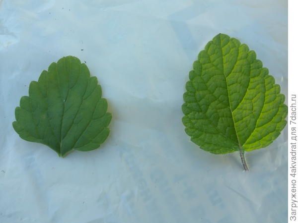 Слева - лист лимонной мелиссы, справа - Оранж Фреш