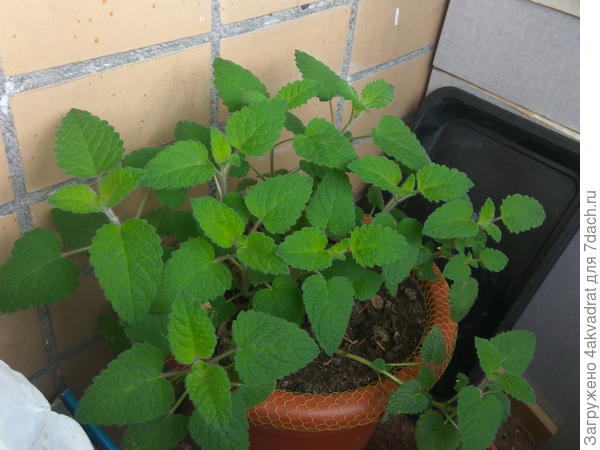 Первая зима прошла в лоджии