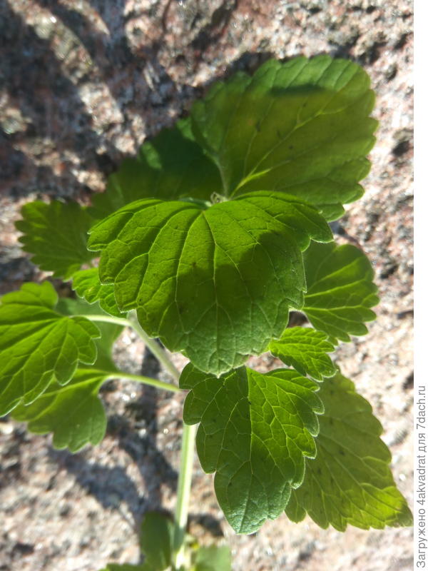 Веточка мелиссы