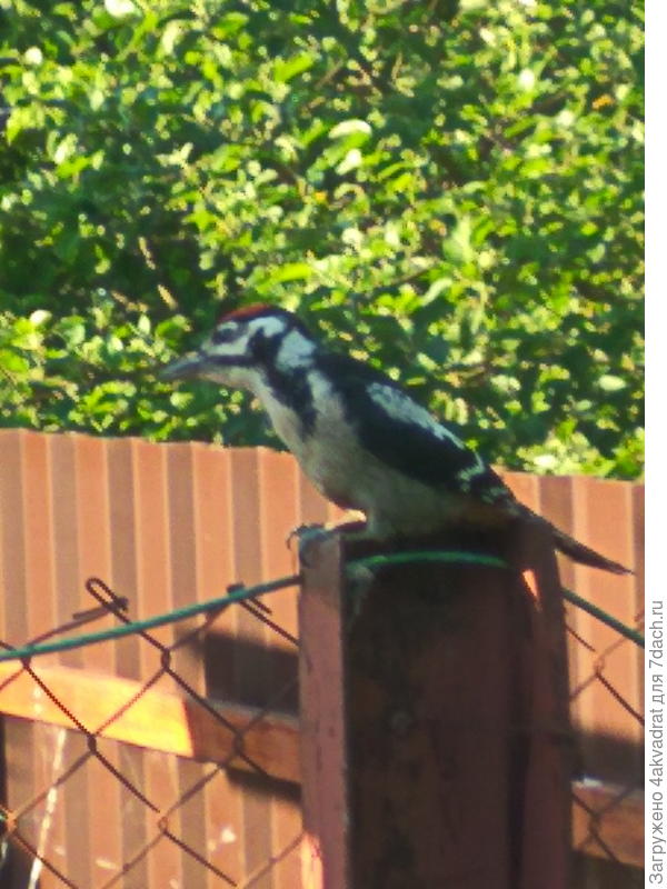 А этот хитрый дятел собирает жимолость наперегонки со мной.