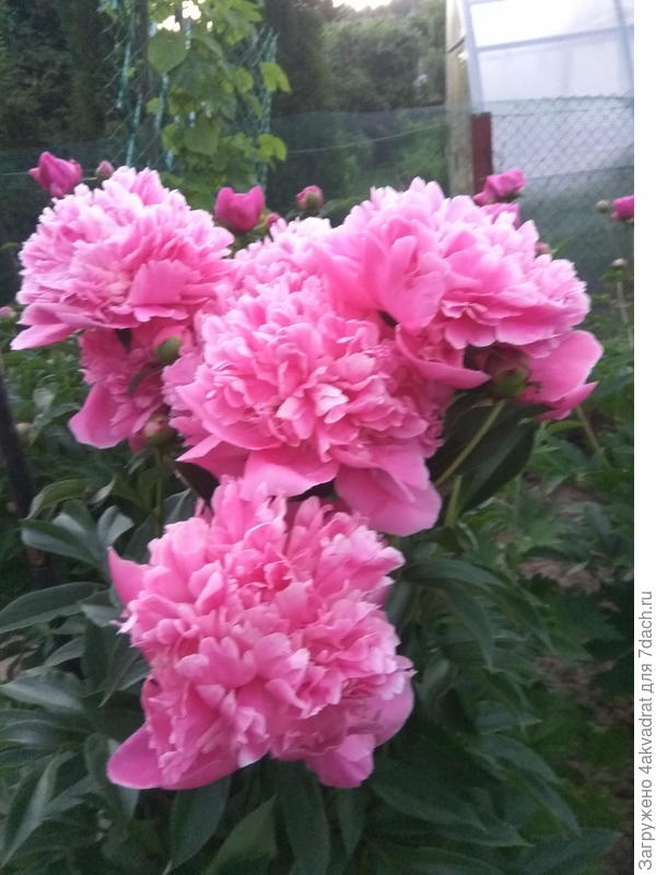 Пионовое лето.