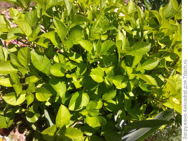 А это объект тестирования: гортензия крупнолистовая.