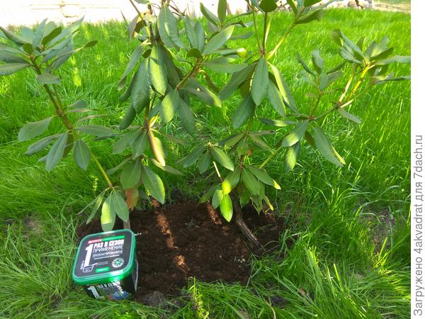 Куст рододендрона 6 июля