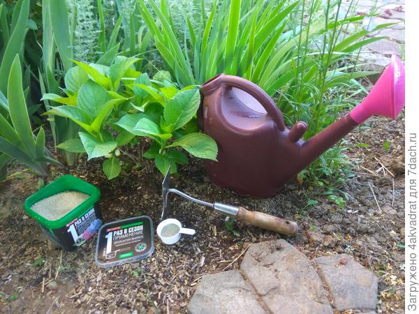 Маленькая гортензия и необходимые помощники - рыхлитель и лейка