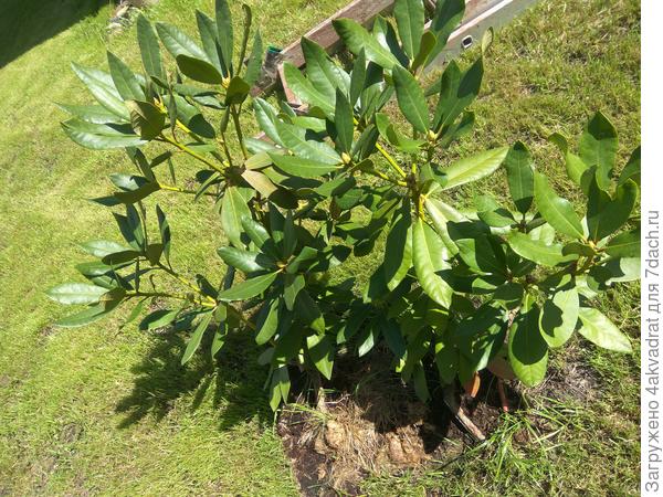 Тот же куст рододендрона 30 июля