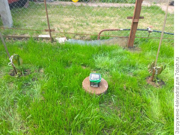 Два задохлика, фото 6 июля