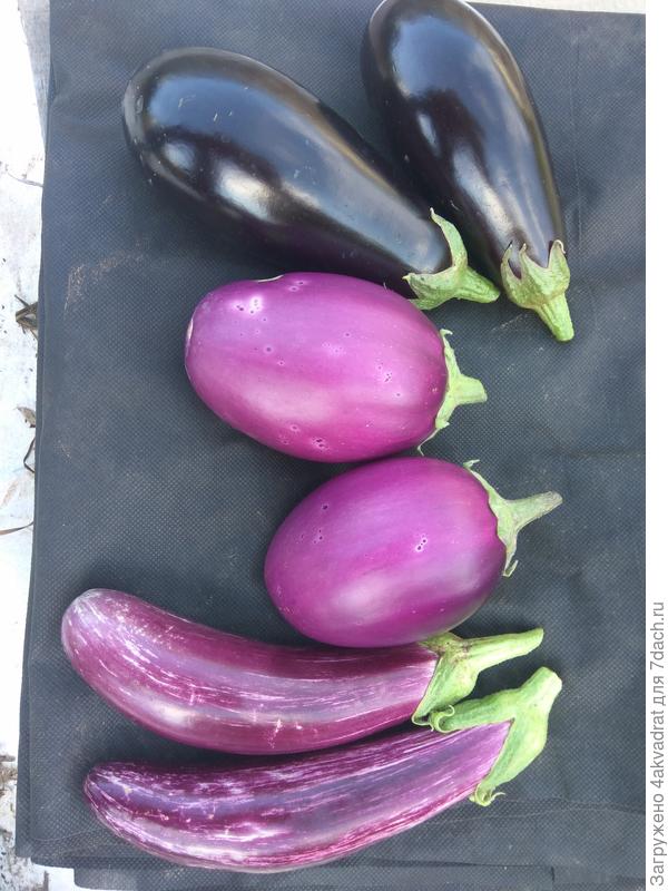 Баклажаны (первые)