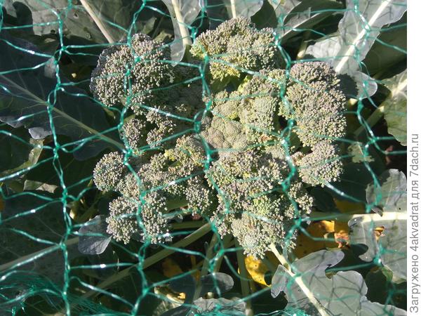 Брокколи под сеткой