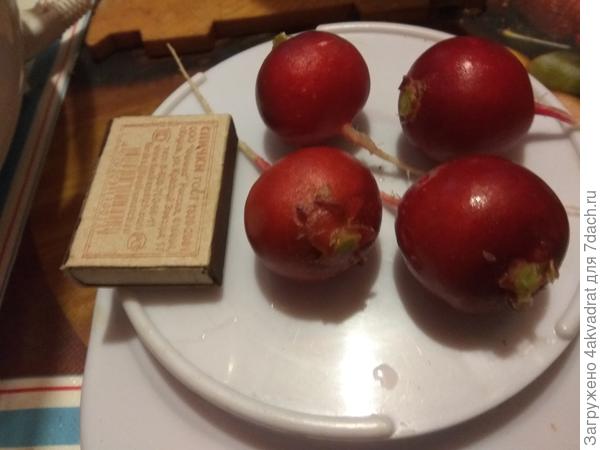 Августовская редиска