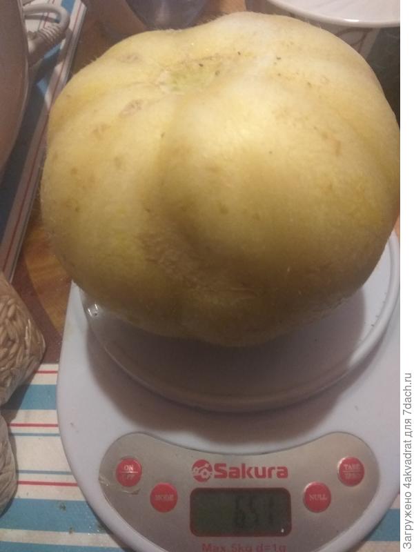 Огурдыня на  весах