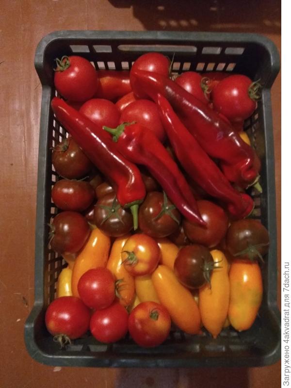 Томаты для вяления и перец Палермо.