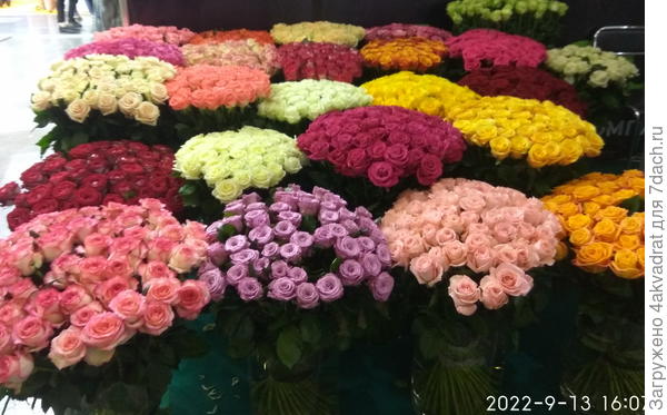 Выбирай любой (выставка Цветы в Крокусе)