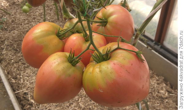 И конечно настоящей томатной маньячке: гроздь томатов .