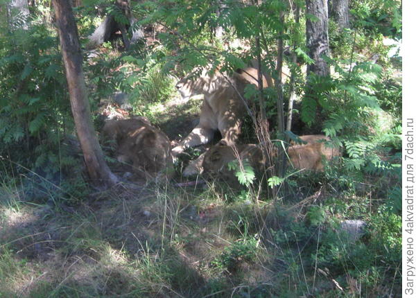 Львиное семейство.