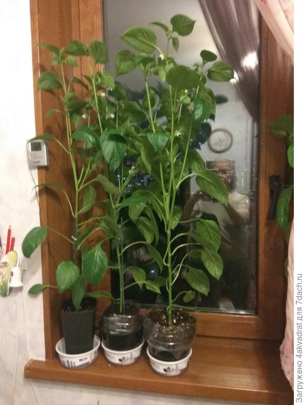 А это фото 15 мая, рассаде 70 дней.