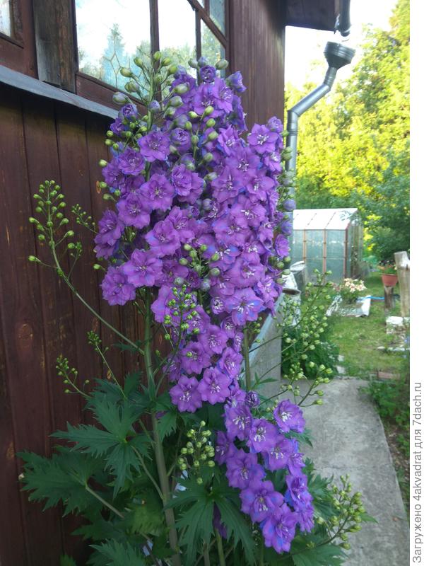 Вот этот красавец, сам выбрал место, семена попали в щель между фундаментом и отмосткой, растет сам по себе, без полива и удобрений.