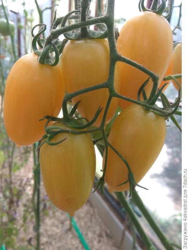 Золото амишей